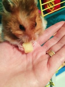 a pet in the homeschool room to help special needs students