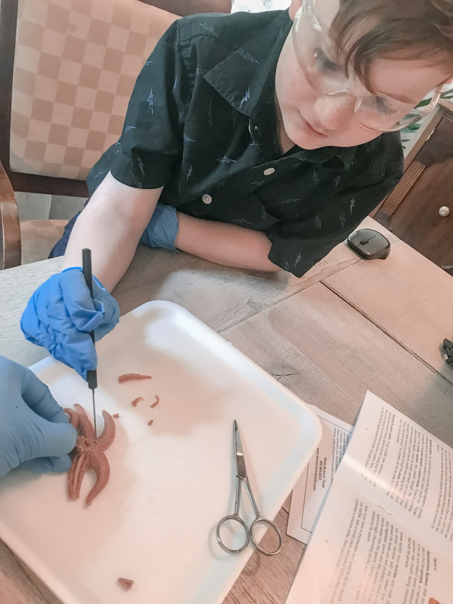 Science dissection of a starfish with Apologia Swimming Creatures of the Fifth Day